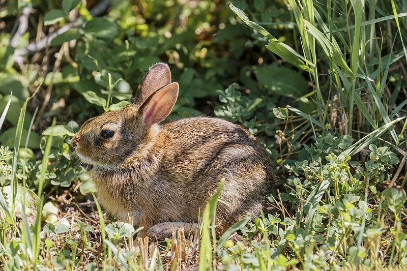 养兔的疾病治疗与饲养,家兔怎么养下兔崽子