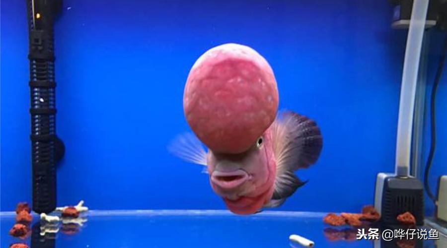 十大宠物鱼,宠物鱼排名前十的牌子