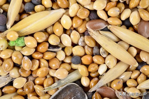 鹦鹉喂养的诀窍是什么,如何给鹦鹉鸟食物喂养好