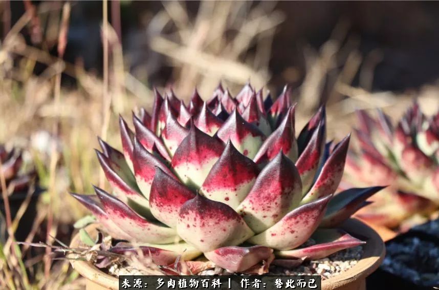 小警察的乌木：红与黑的霸气之美！