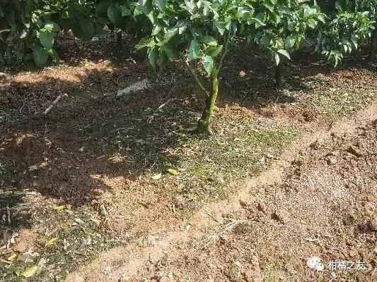 果树施肥要解决四大问题,果树施肥的最佳位置和施肥方式