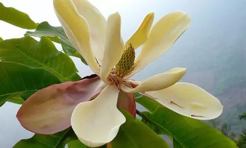 脾肺虚引起的咳嗽的症状,咳嗽是肺的什么原因引起的