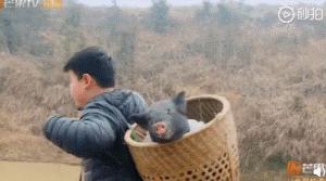 变形计网红韩安冉的成名之路,韩安冉变形计是真是假