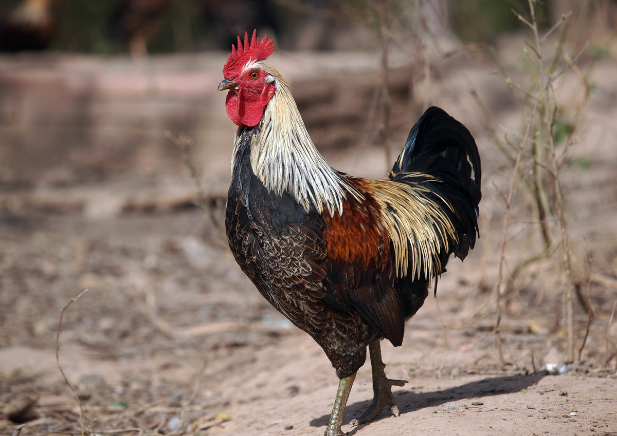 养鸡技术鸡体表各部位名称,鸡的自动化养殖技术有哪些