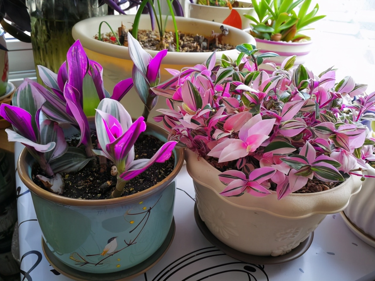 油画吊兰又高又长,0.01元油画吊兰捡漏包邮