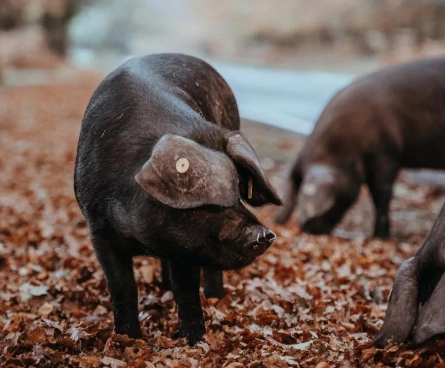 猪肉是怎么形成的,吃了那么多年的火腿肠你知道吗