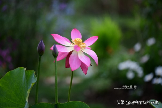 历史悠久的十大名花（海量美图），你选哪个做国花？