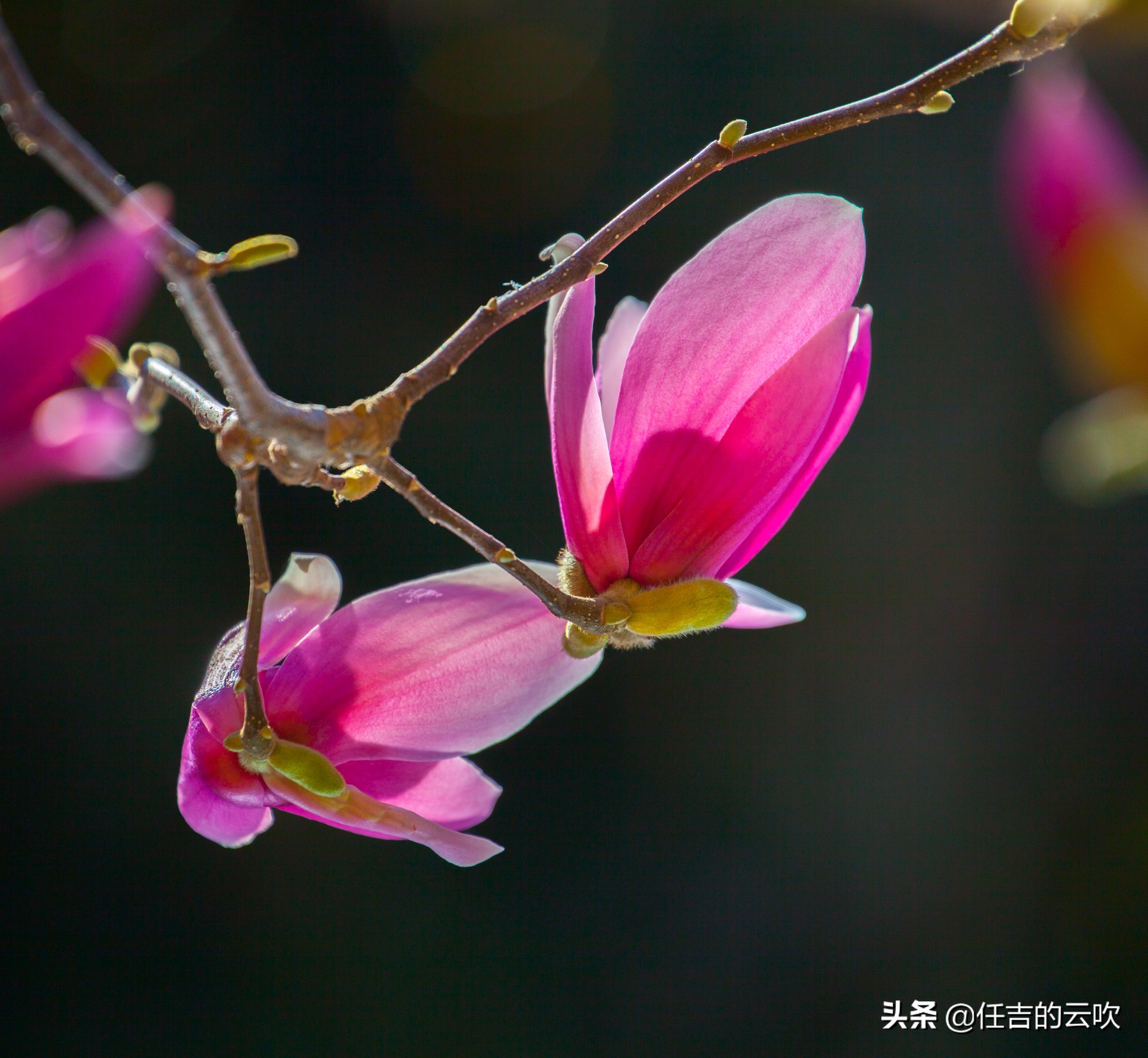 佳能70-300二代和胖白哪个好,佳能70-300l胖白