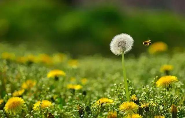 清热解毒消肿散疮消菌的蒲公英经济实用好处多,鸡病不见了