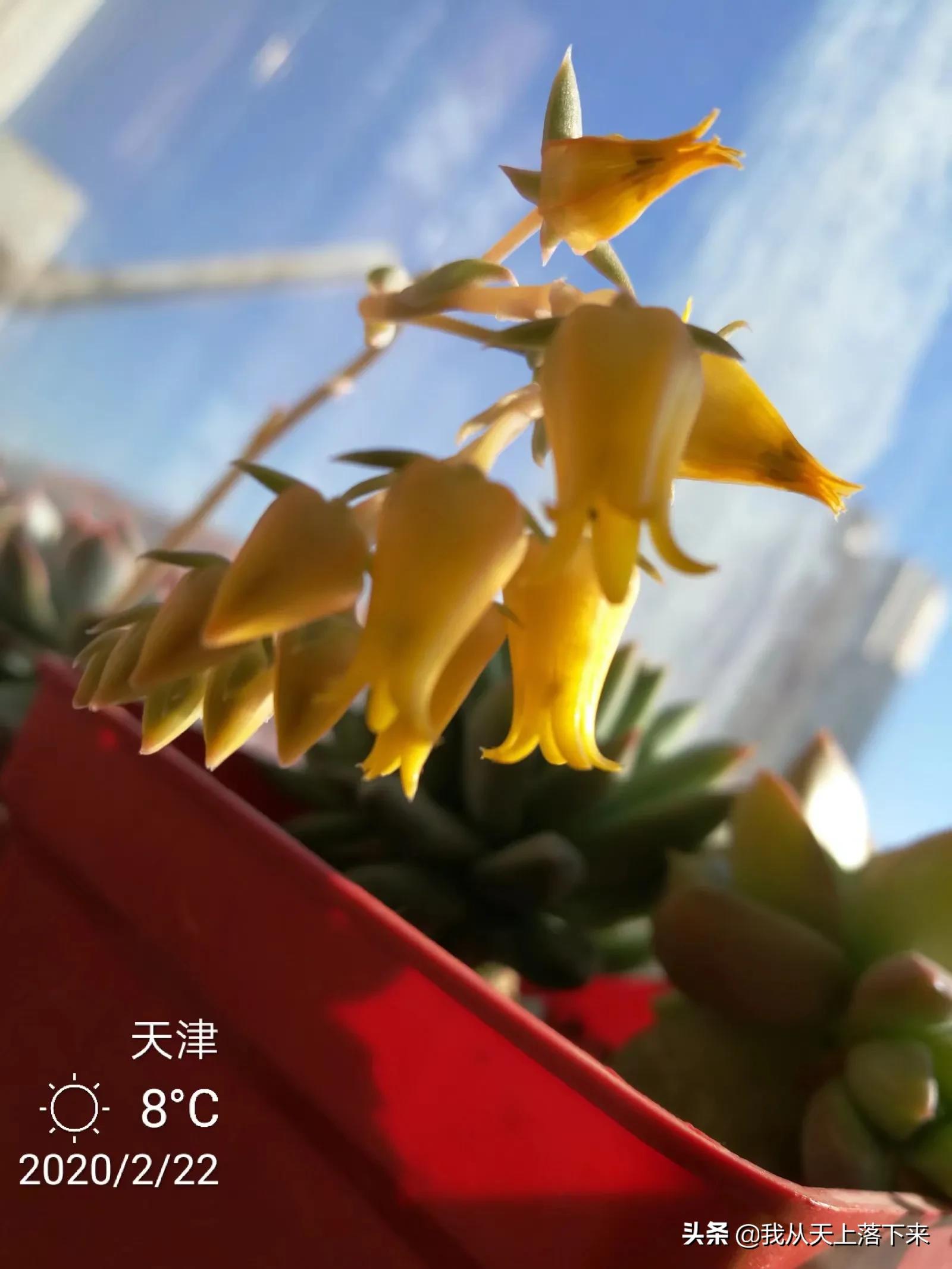 100张花朵美图,100张花图片大全