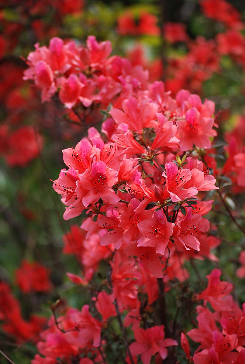 10种最毒花卉,20种大毒花