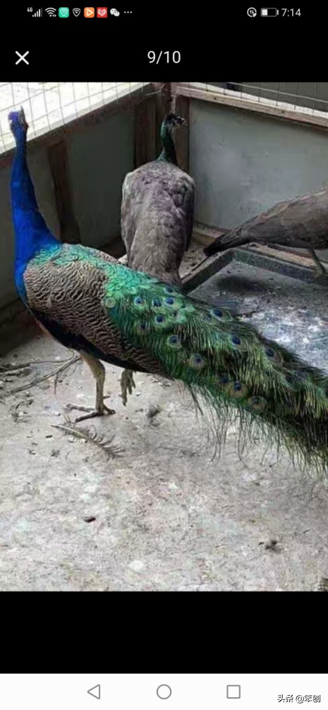 冷门养殖赚钱行业,冷门养殖好项目有哪些