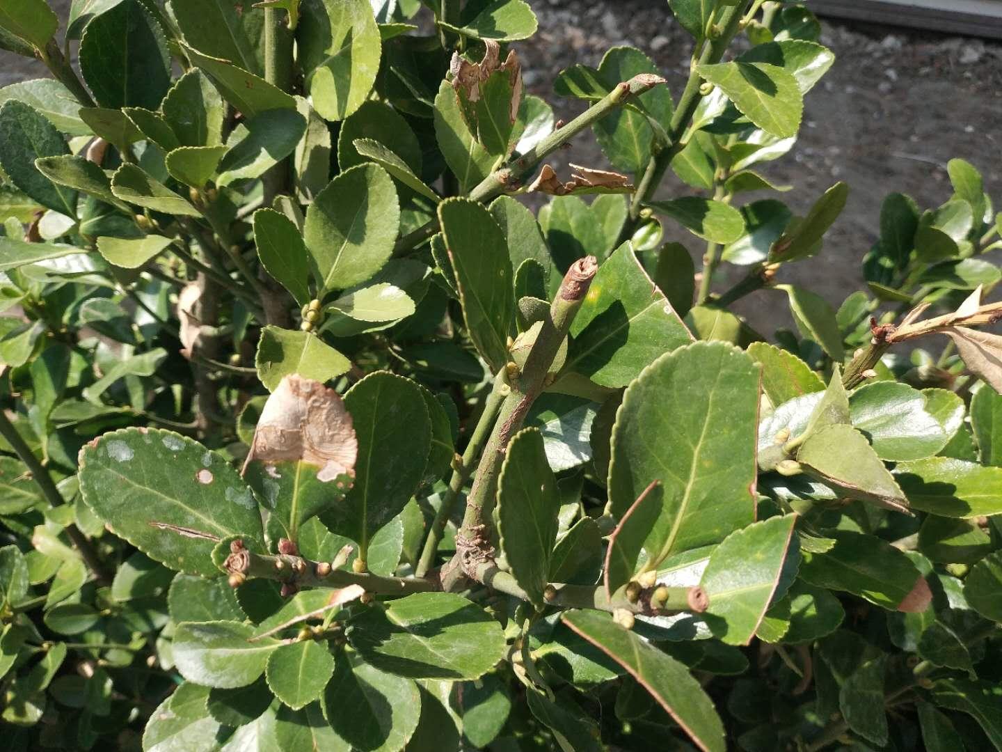 大叶黄杨冬季黄叶是什么原因,大叶黄杨叶片发黄掉叶是什么原因