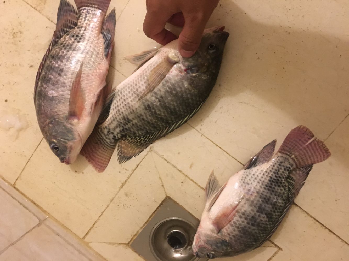 下雨天不能钓鱼吗？学习会这几种天气因素让你，鱼获满仓