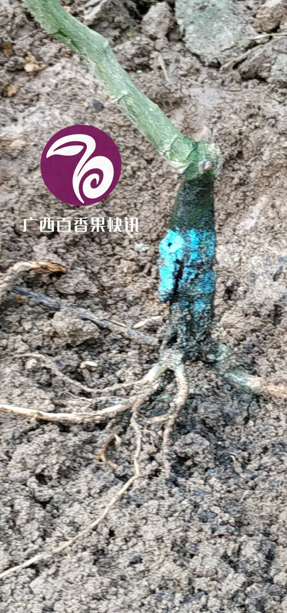 百香果容易得什么病害,百香果容易坏怎么办