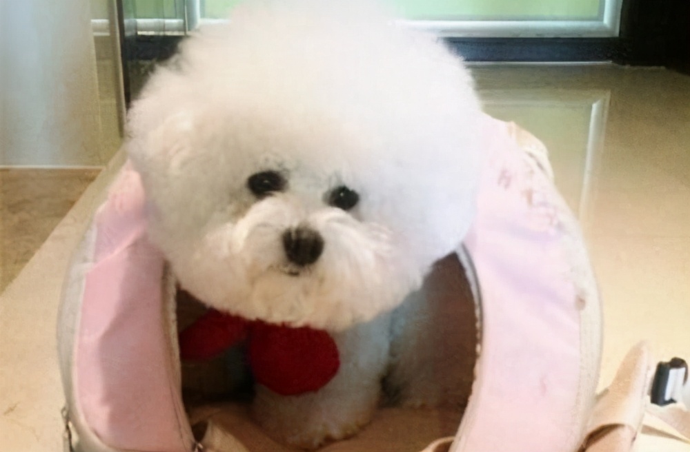 小比熊太瘦了怎么办,小比熊很瘦怎么办