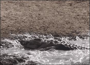 鳄鱼袭人，印尼村民愤怒*杀屠**300头，为什么说鳄鱼比鲨鱼还要凶残