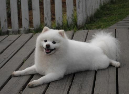 狗突然尿频吃什么药好,狗狗突然尿频是什么原因