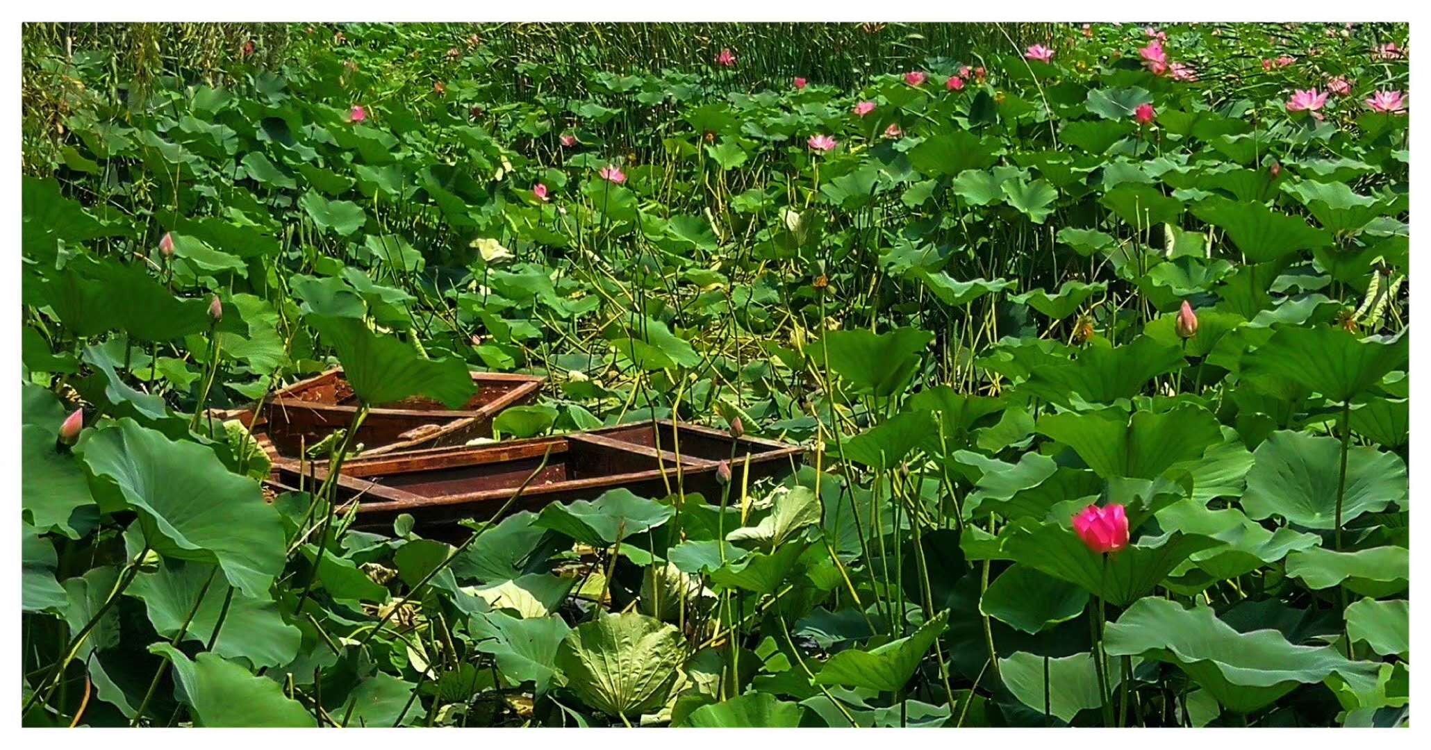 中国最纯净的淡水湖,国内的十大淡水湖
