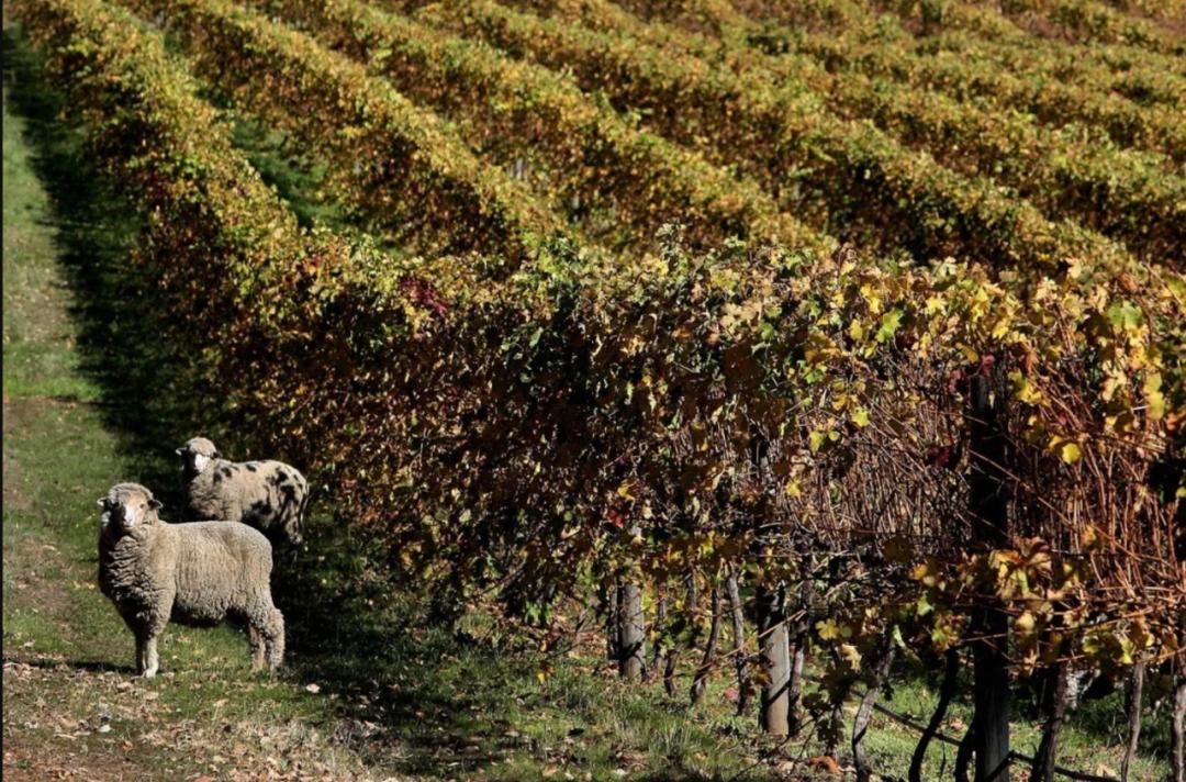 又一澳洲热门产品受阻！澳媒：澳洲留学业务遭中国中介叫停