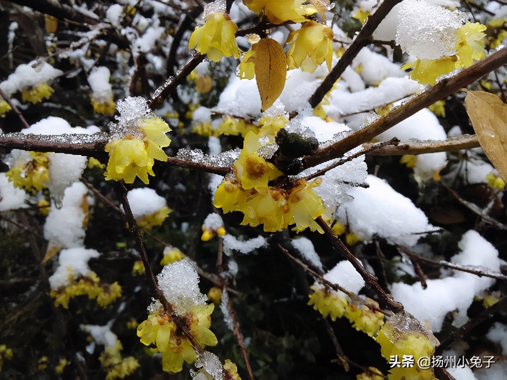 过年洗被子会怎么样,过年洗被子说法