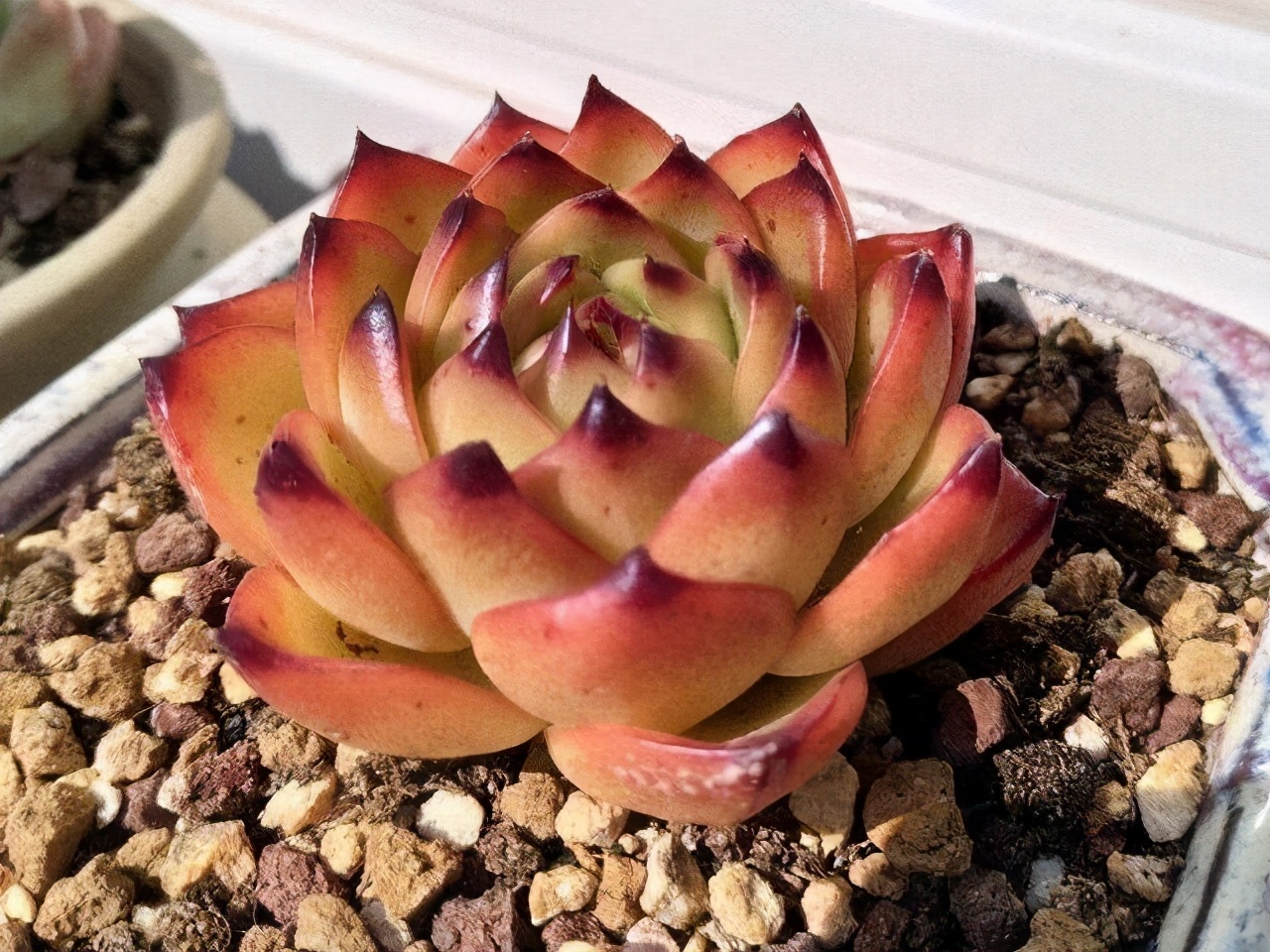 好看又难养的多肉,漂亮的多肉都难养是个误区