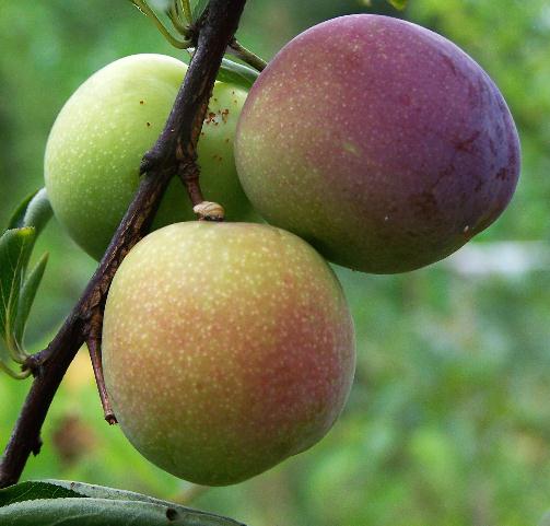 家里常见的果树有哪些,这些树千万不能栽在家门口