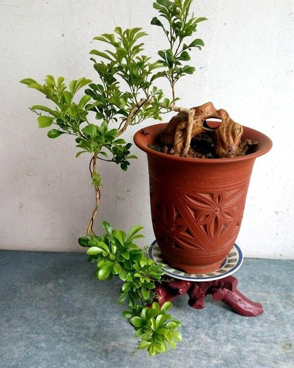 米兰用多大的花盆最好养,养米兰用什么花盆比较好