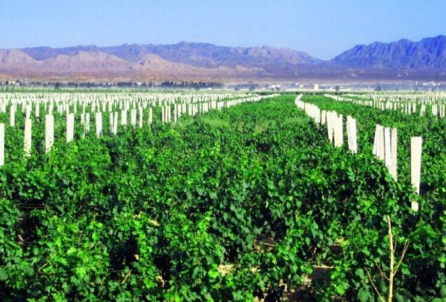 山西煤老板花1300万去迪拜体验贵族生活，当地土豪：有钱也没地位