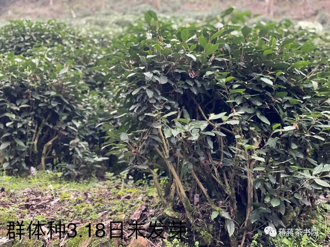 西湖龙井的文化故事,龙井问茶杭州西湖