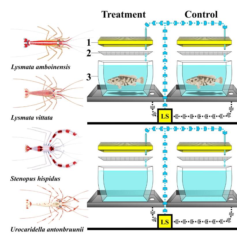 养殖石斑鱼有寄生虫,石斑鱼寄生虫防治方法