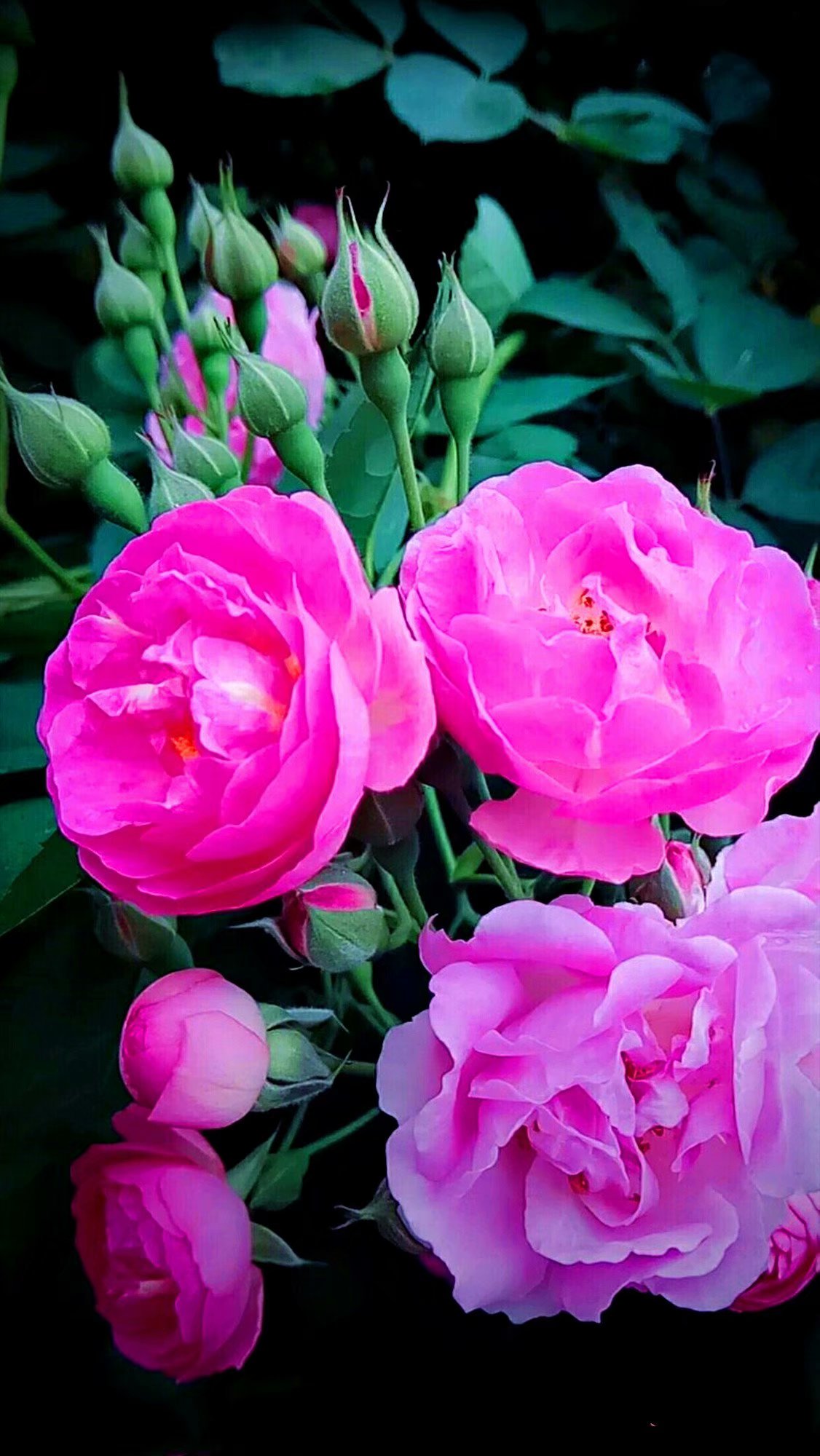 夏天美丽的花,漂亮的花儿开放时间