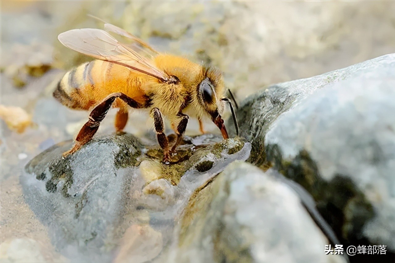 枣花蜂蜜几月份取蜜最佳,蜜蜂流蜜期多久取一次蜜