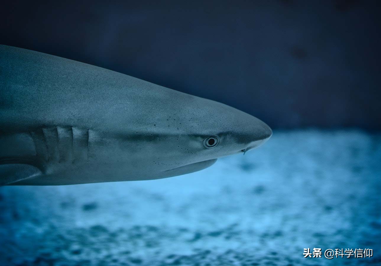 鲨鱼凶猛，但当失去鱼鳍的鲨鱼被放归海洋，等待它们的只有死亡