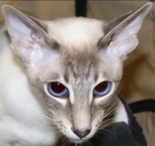 巴厘猫为什么叫长毛暹罗猫,暹罗猫是泰国著名的短毛猫