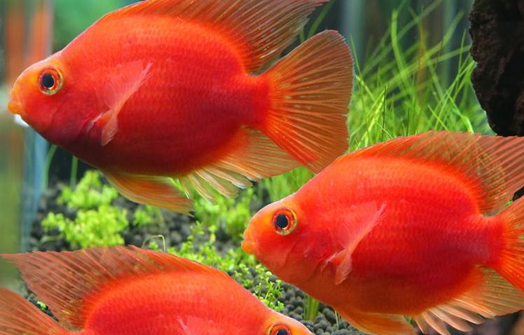 鹦鹉鱼变白怎么办教你饲养小技巧,鹦鹉鱼变白怎么回事怎么解决