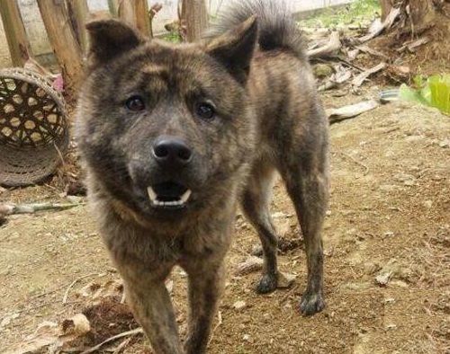 康熙喜欢虎斑犬,康熙的御用名犬