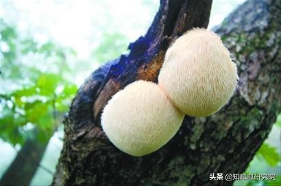 养胃猴头菇饼干,江中牌猴姑饼干真的养胃吗