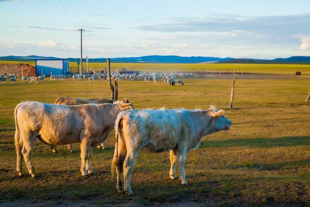 用骨头拼成的工艺品,用骨头做的蒙古艺术