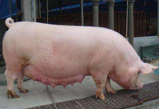 养好母猪要做好这几点,养好母猪的秘诀