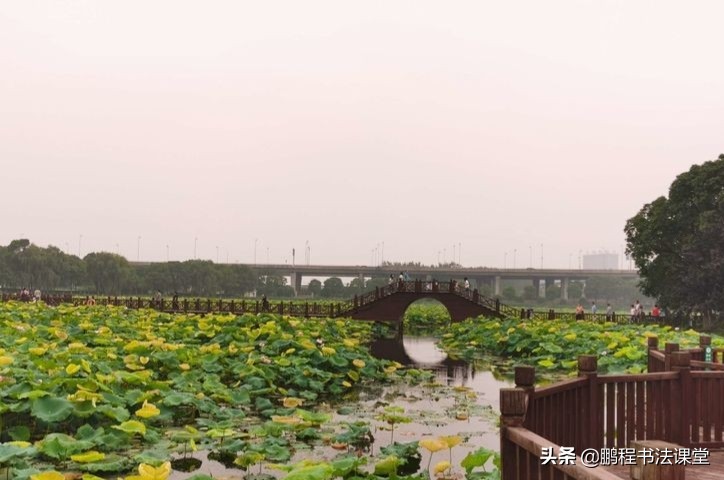 莲池湖公园赏荷花攻略,荷塘月色湿地公园最佳赏荷时间