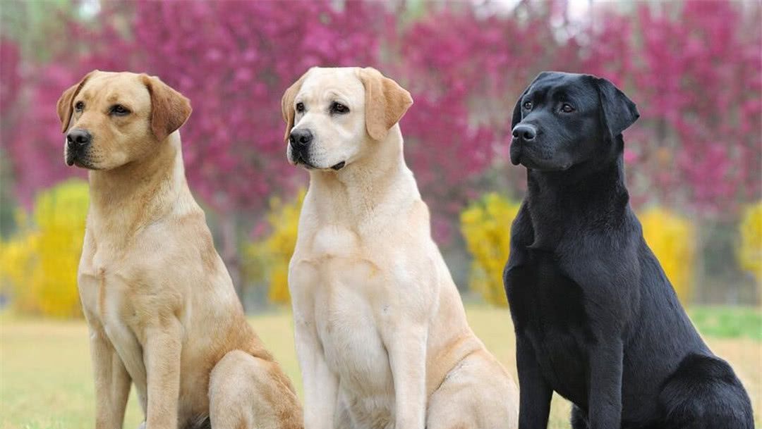 不要随便养哈士奇,不要随便养大狗