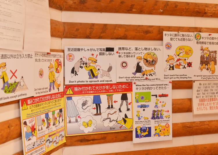 日本藏王狐狸村旅游,宫城县藏王狐狸村