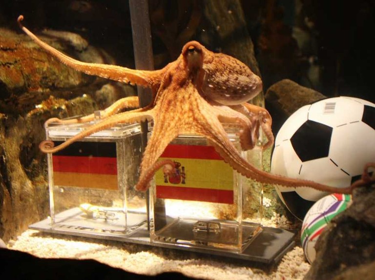 章鱼是外星人后裔？困扰进化论多年，8亿年前就走上了智商捷径