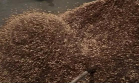 清香型白酒的酿酒技术,小型全自动酿酒设备能酿出好酒吗