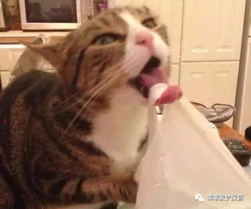 猫异食癖啃纸箱,猫咪喜欢吃塑料袋是缺啥