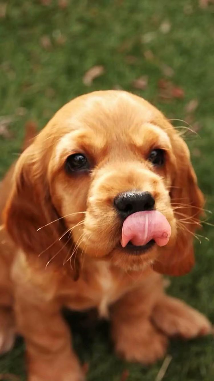 处女座和白羊座的恋爱运势,白羊座与处女座的爱情故事