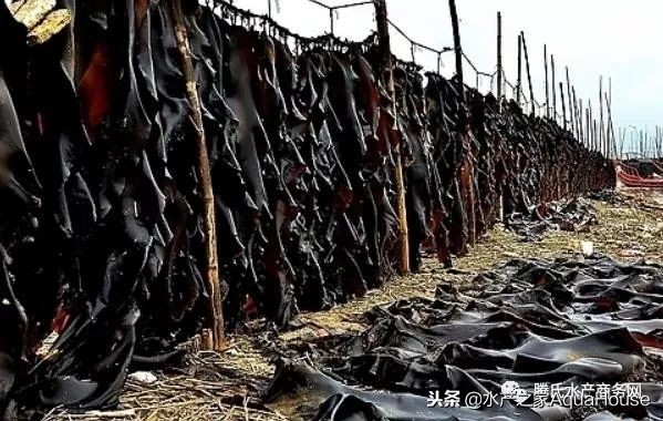 全国水产市场干货最新价格,水产市场每日最新报价