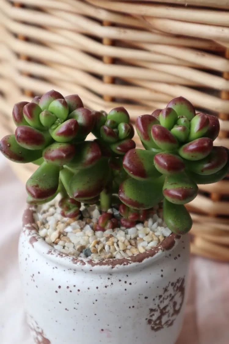 多肉名字怎么记,养多肉人的名字