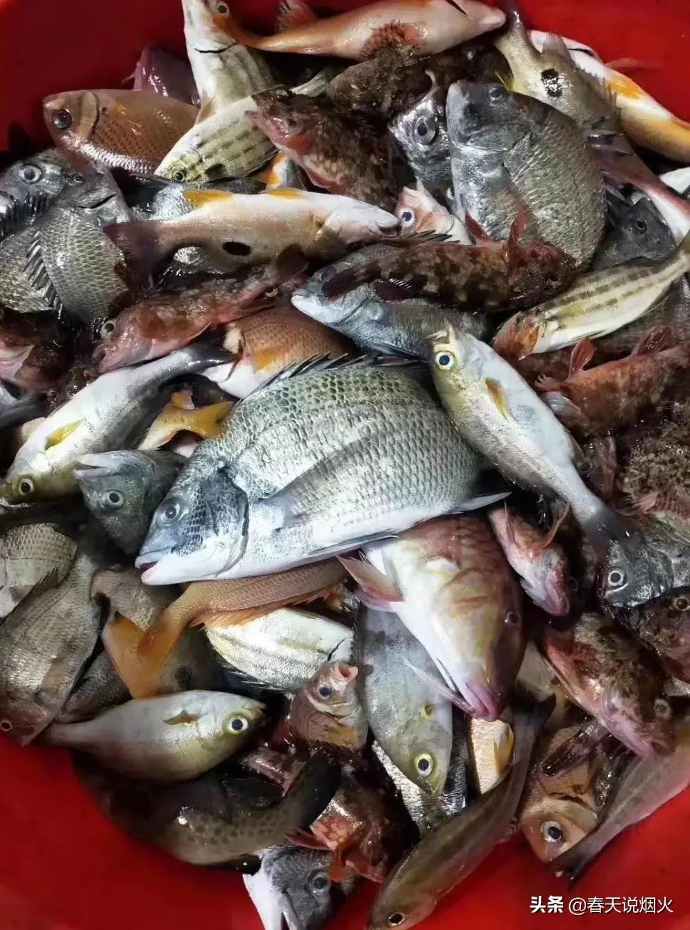 海边人教你炖鱼的小妙招，3步炖出鲜而不腥的鱼汤，喝过的都点赞